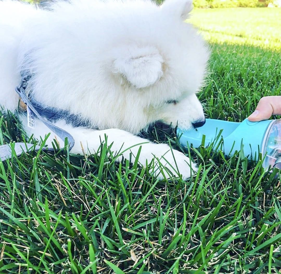 Post 3 by Thirsty Pup on Instagram (image)