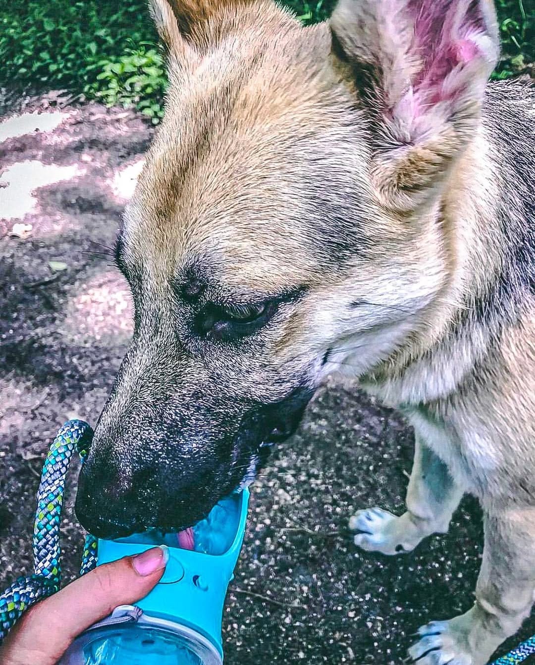 Post 8 by Thirsty Pup on Instagram (image)