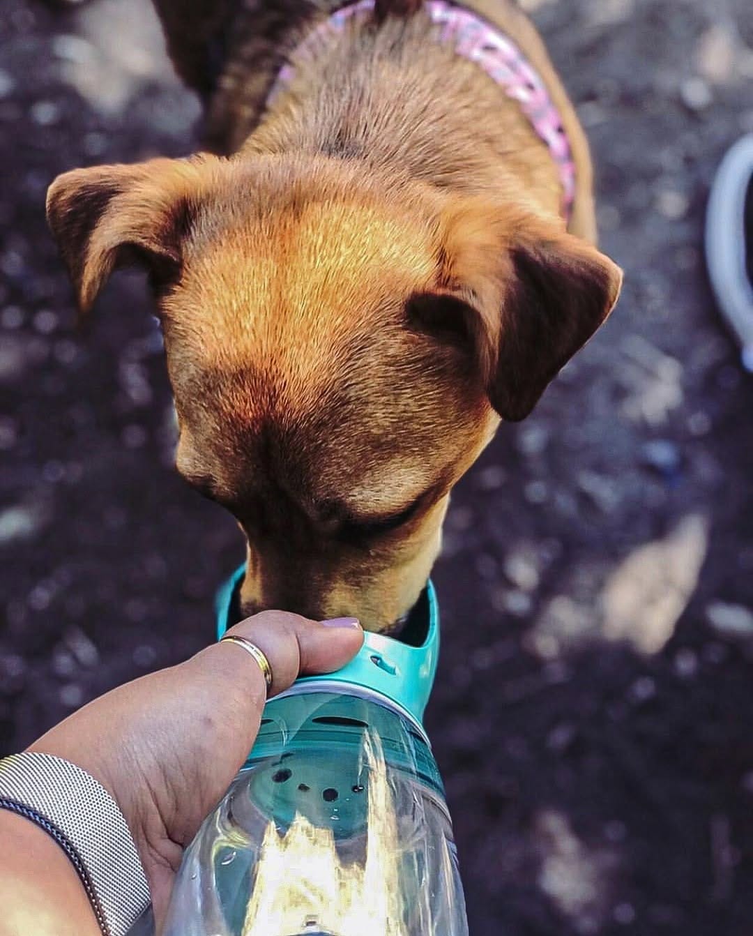 Post 10 by Thirsty Pup on Instagram (image)