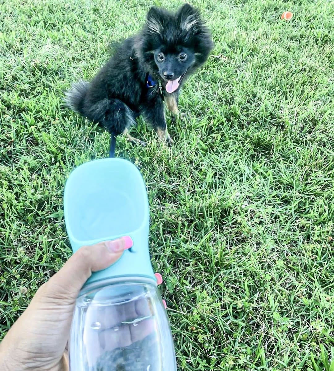 Post 5 by Thirsty Pup on Instagram (image)