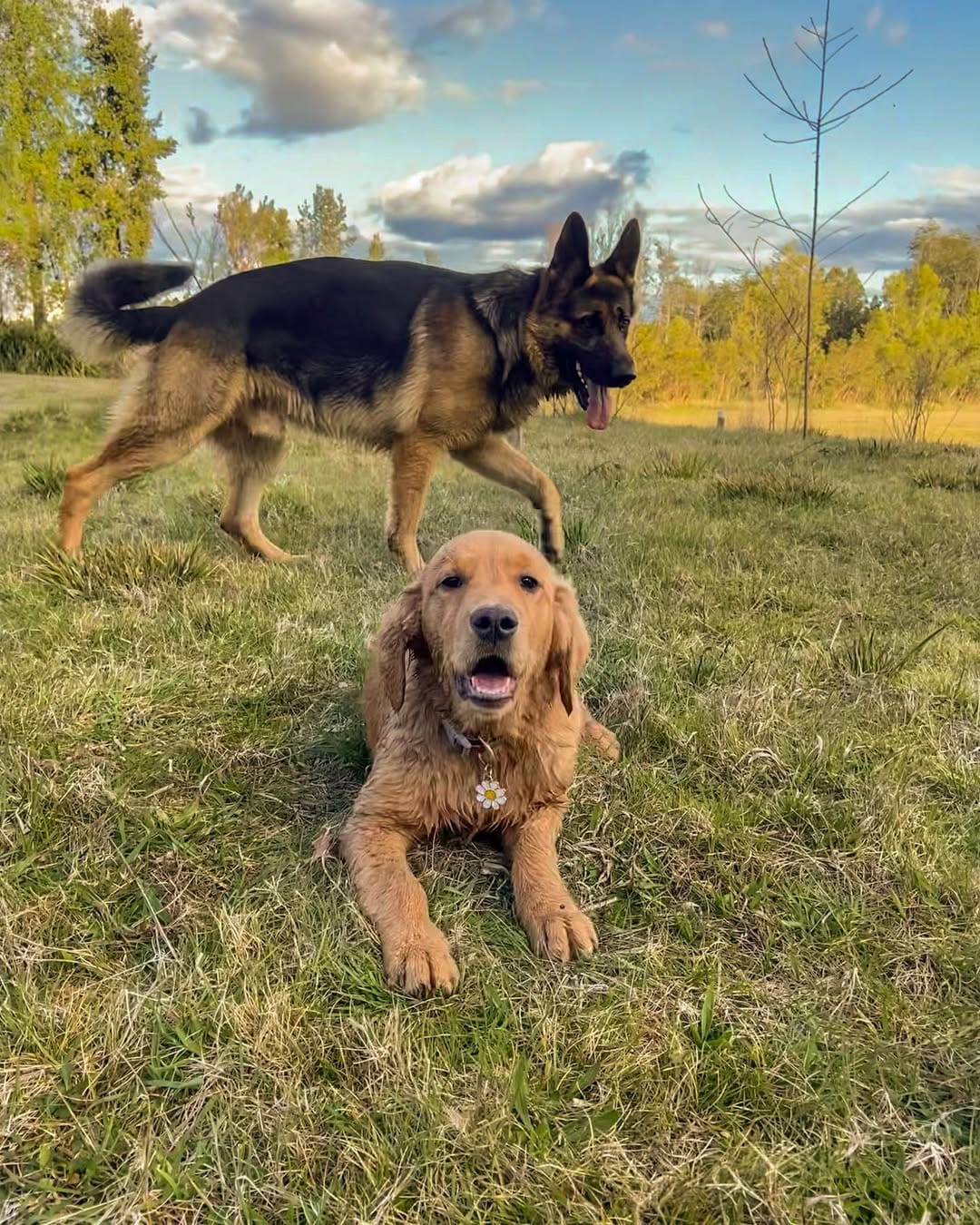Post 1 by 🐾 мιlαɴ • on Instagram (image)