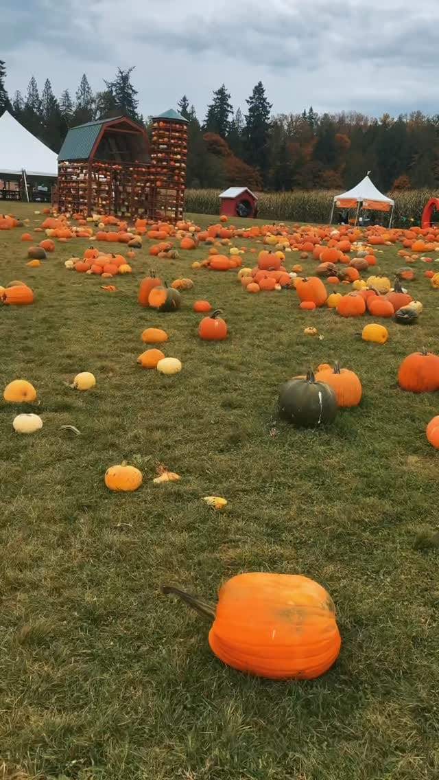 Post 3 by Daria Morris on Instagram (video)