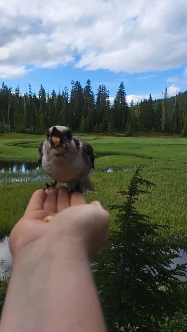 Post 3 by Jenn Lockhart 🌲 on Instagram (video)