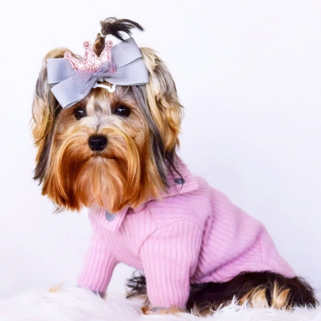 Post 1 by UPZ Pet Products on Instagram (image)