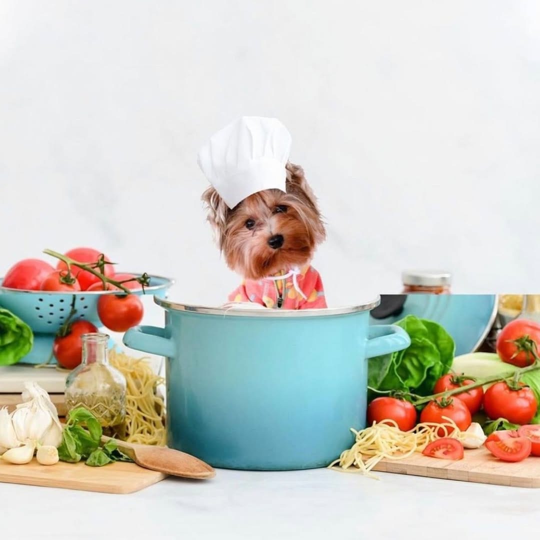 Post 8 by UPZ Pet Products on Instagram (image)