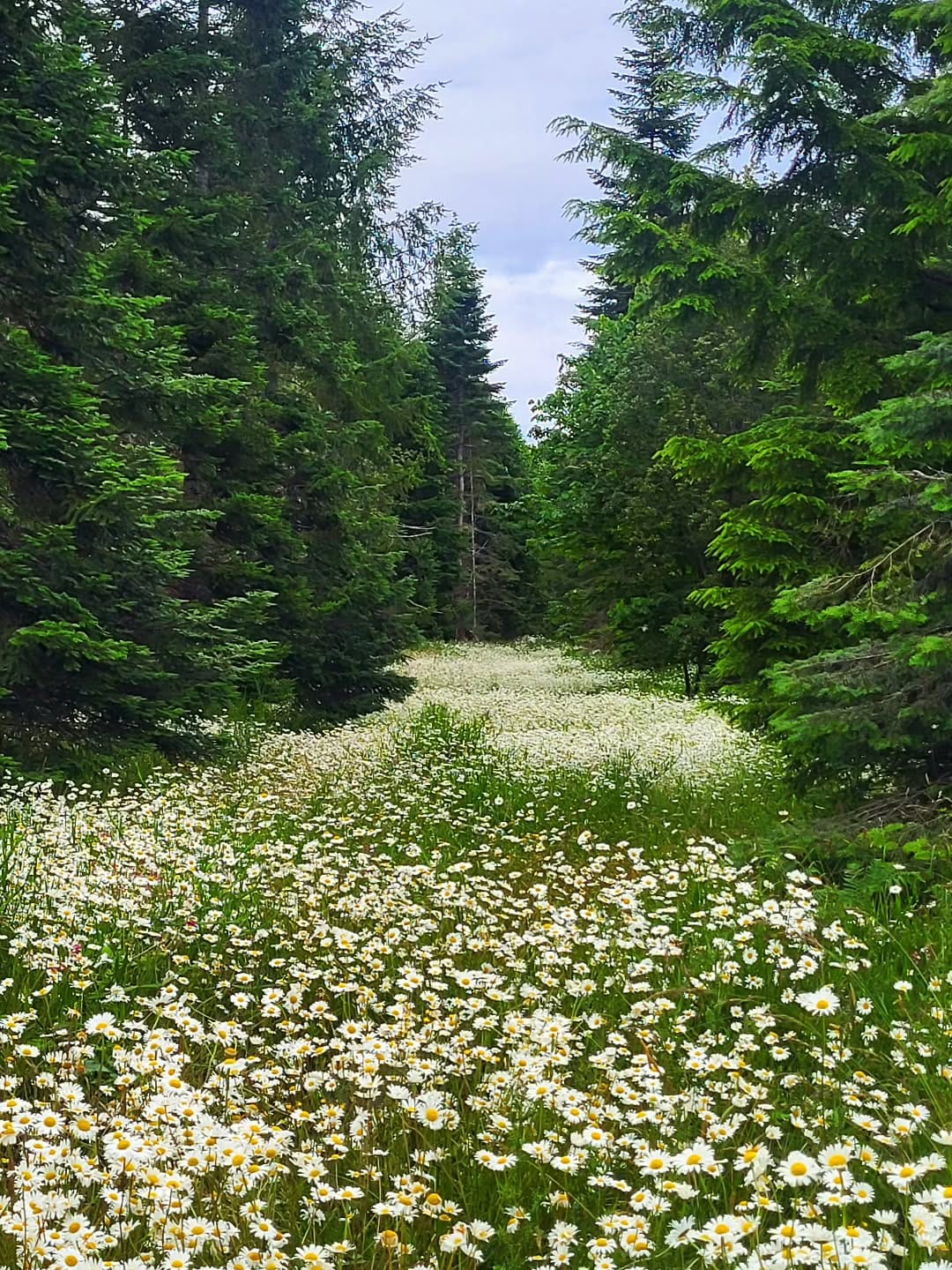 Post 7 by Jenn Lockhart 🌲 on Instagram (image)