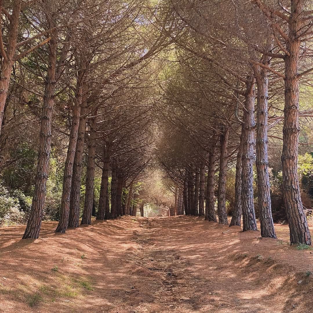 Post 4 by Christian Tolentino on Instagram (image)