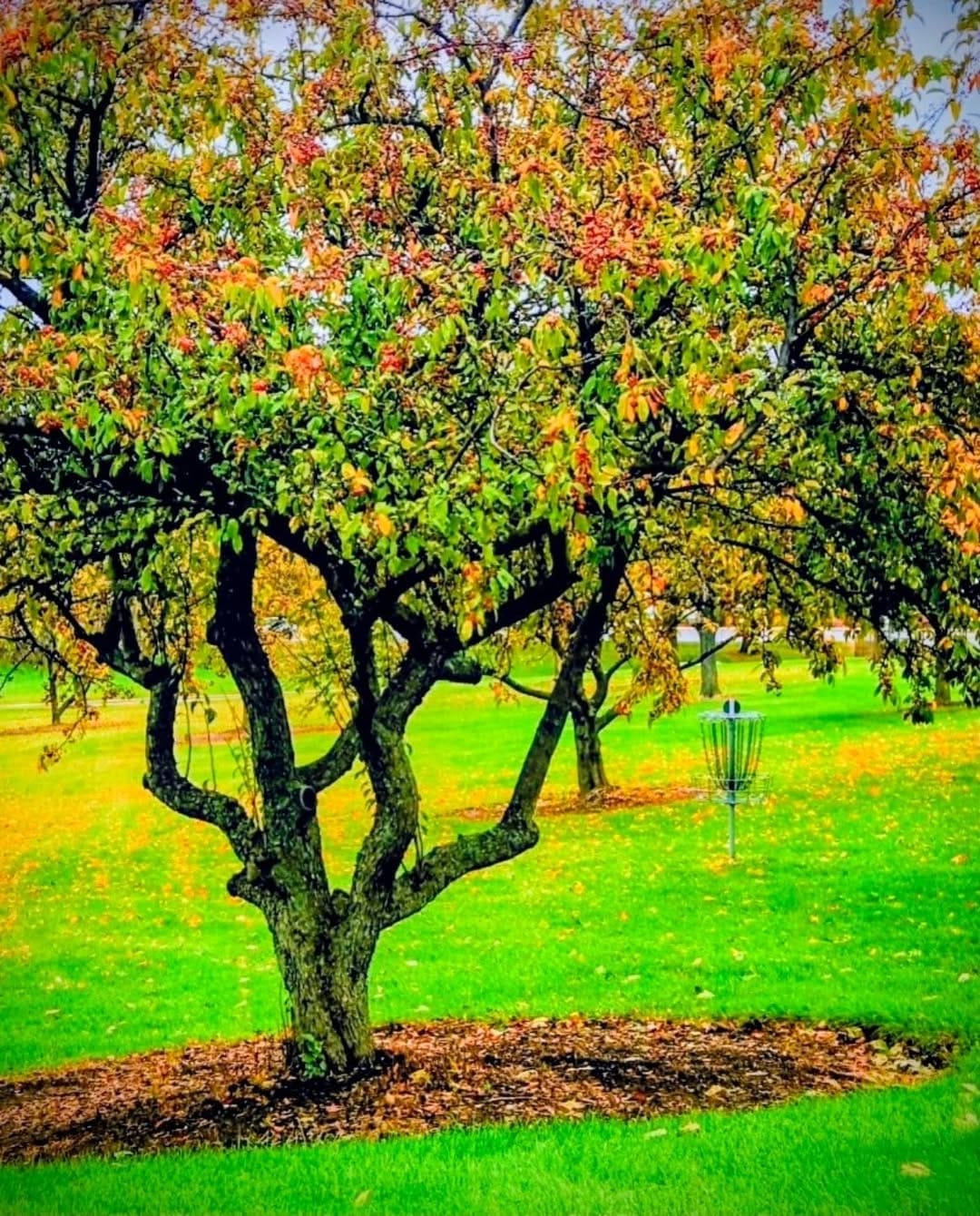 Post 5 by @discgolf614 on Instagram (image)