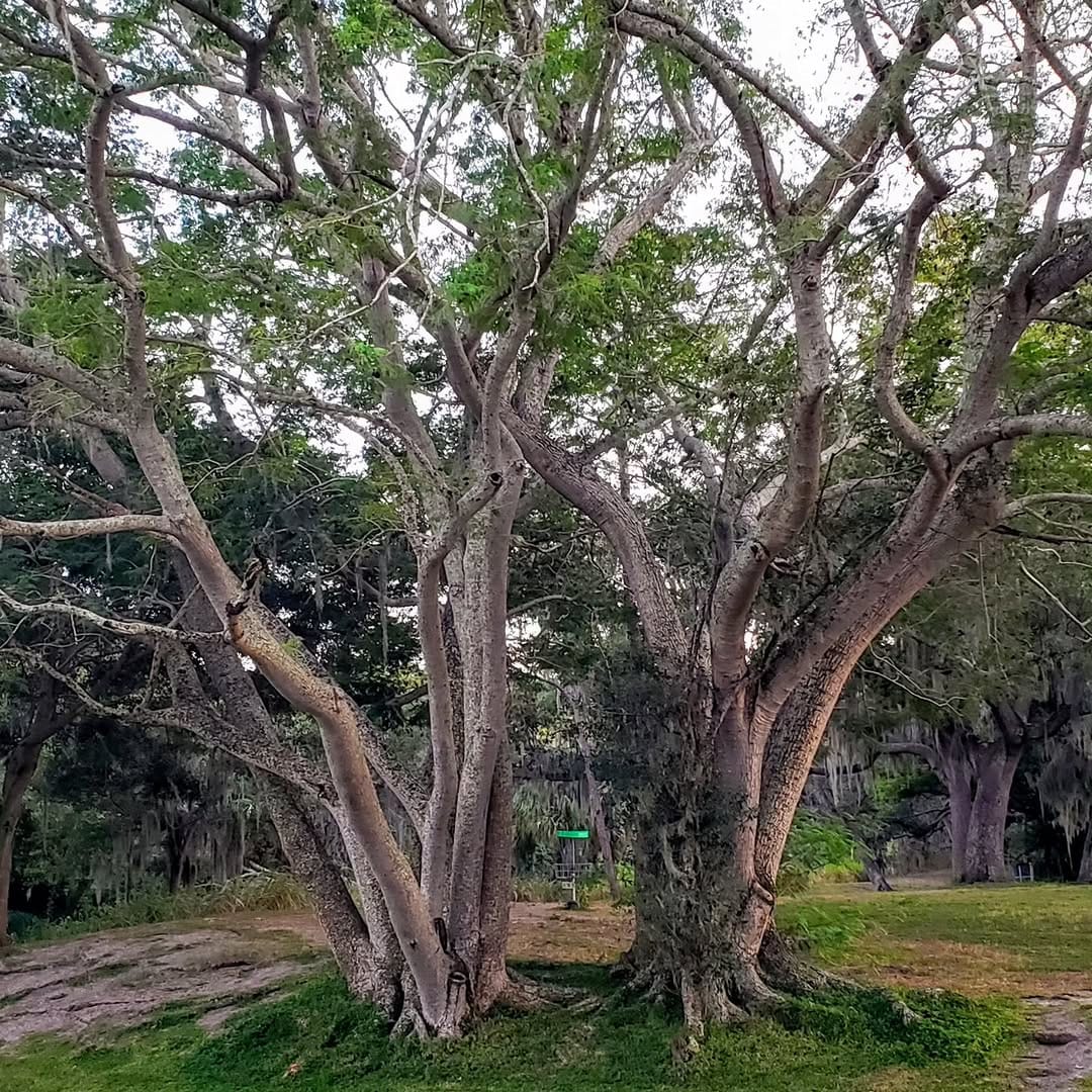 Post 9 by @discgolf614 on Instagram (image)