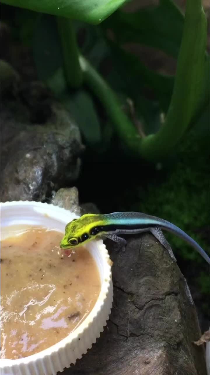 Post 5 by Jungle Jewel Exotics on Instagram (video)