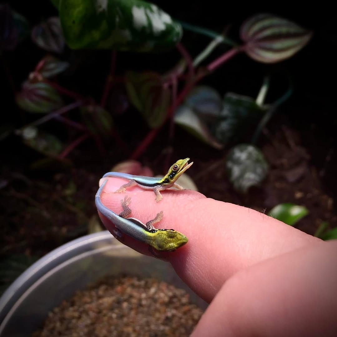 Post 1 by Jungle Jewel Exotics on Instagram (image)