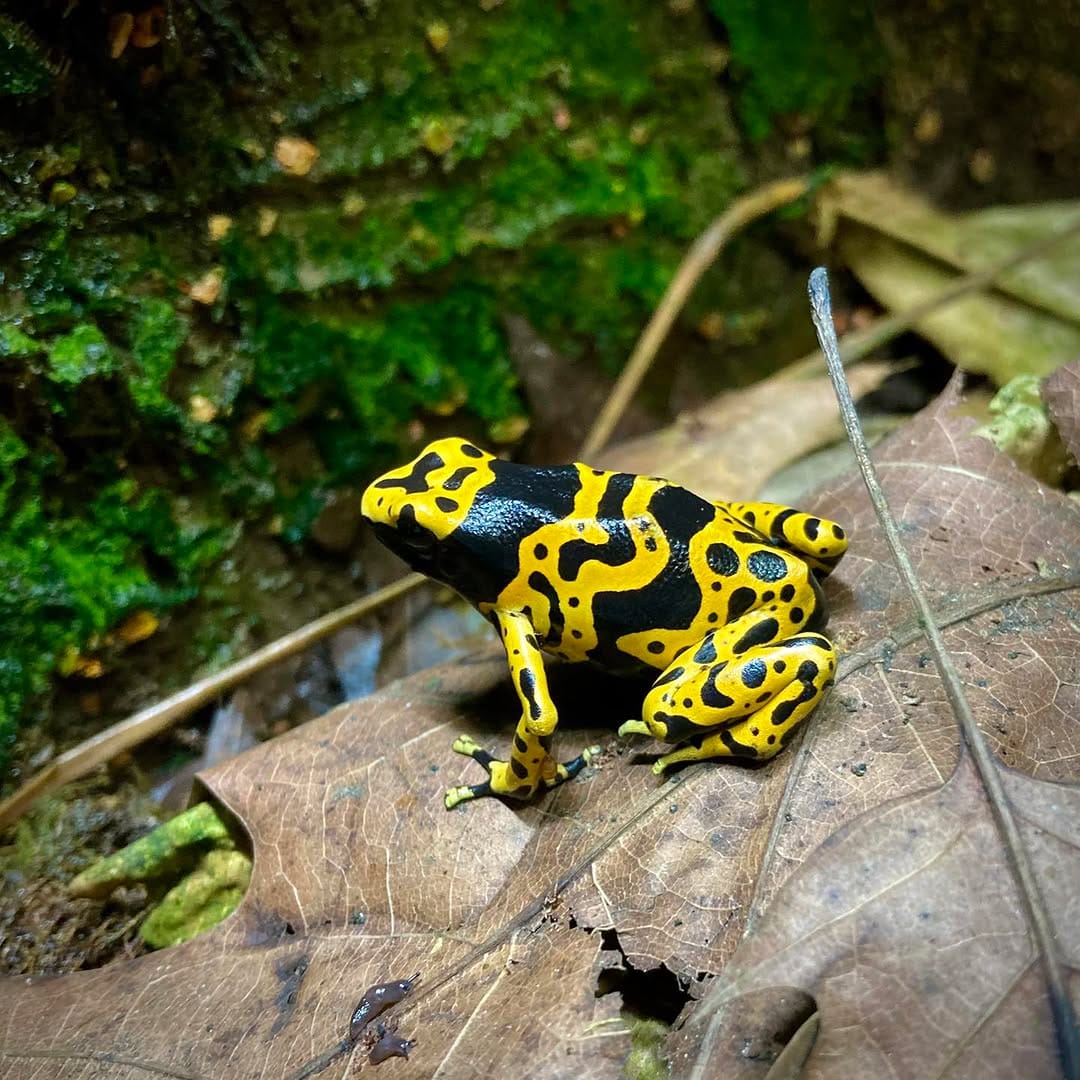 Post 2 by Jungle Jewel Exotics on Instagram (image)