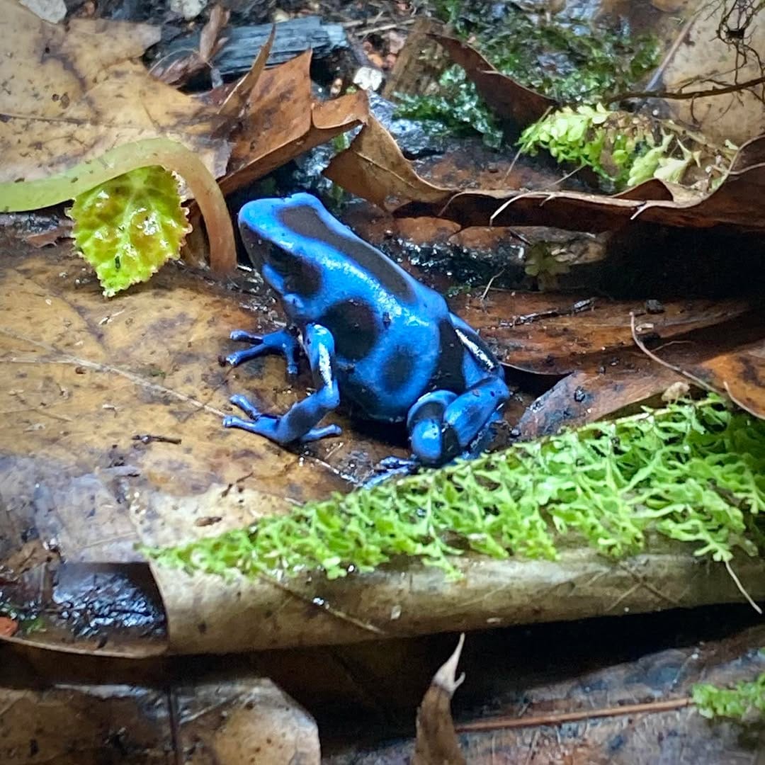 Post 7 by Jungle Jewel Exotics on Instagram (image)