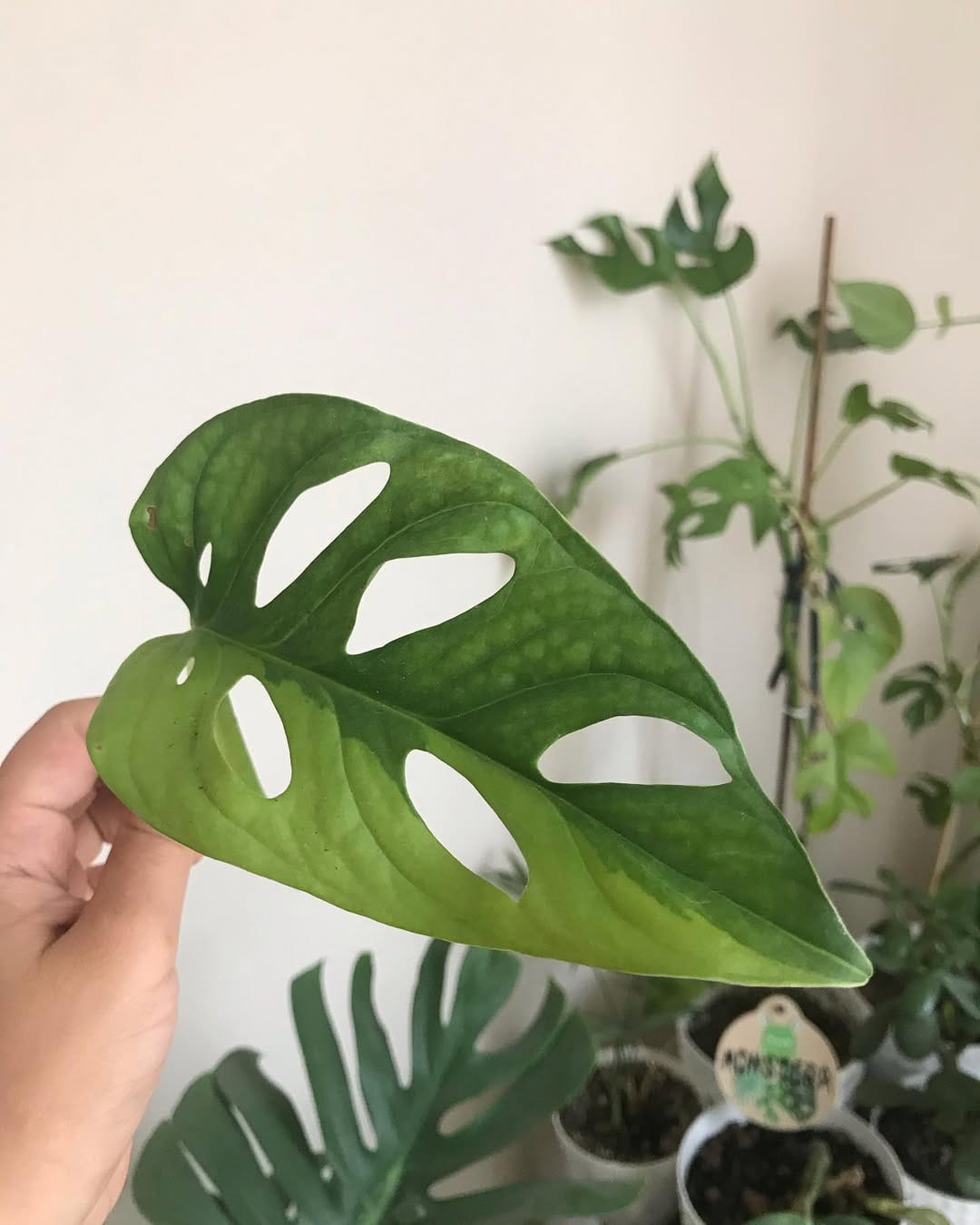 Post 2 by Çiçeklerle Pozitif Yaşam on Instagram (image)