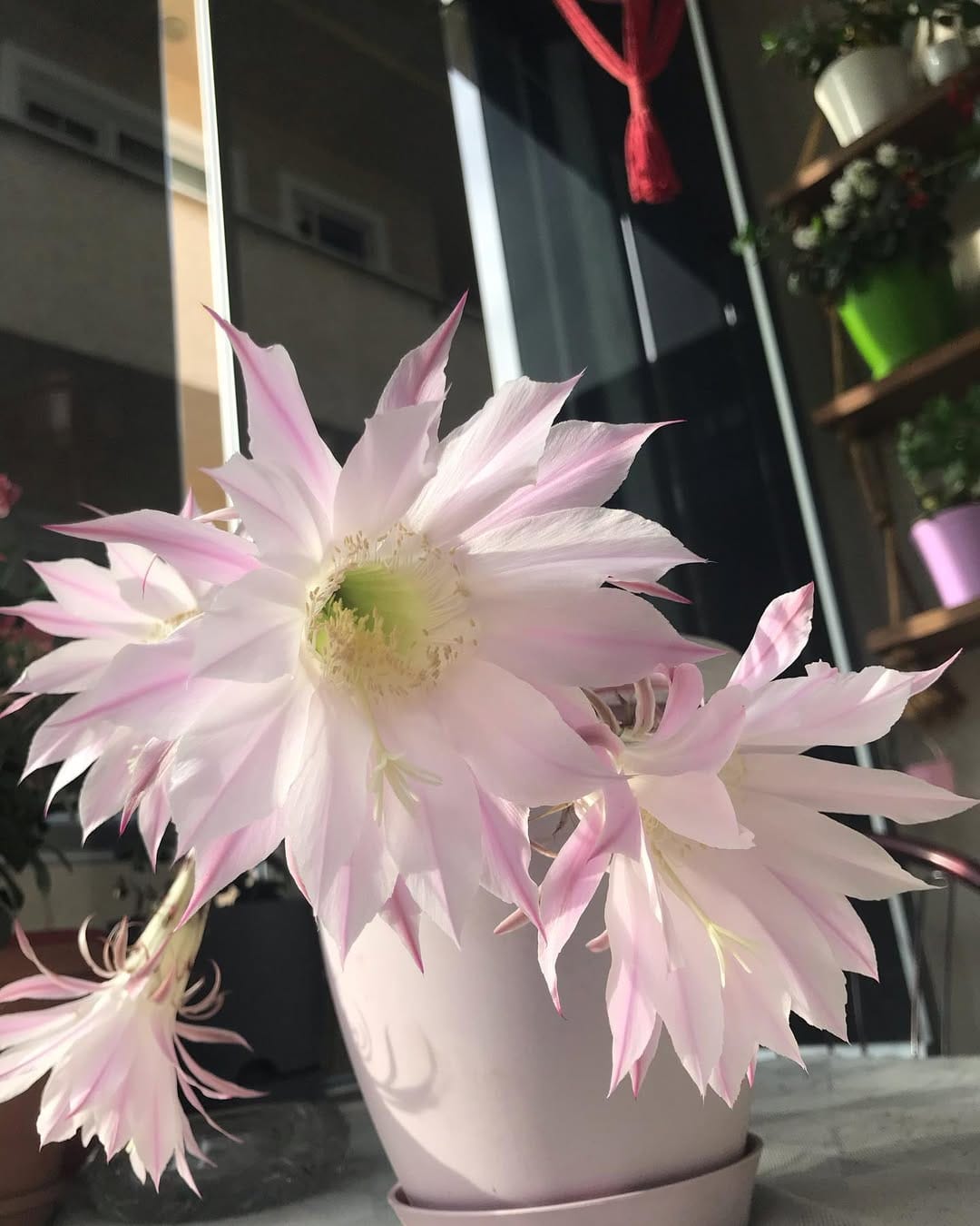 Post 6 by Çiçeklerle Pozitif Yaşam on Instagram (carousel)