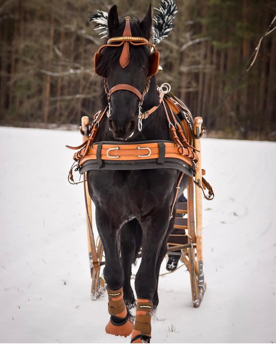 Post 2 by Equestrian Imports USA on Instagram (image)