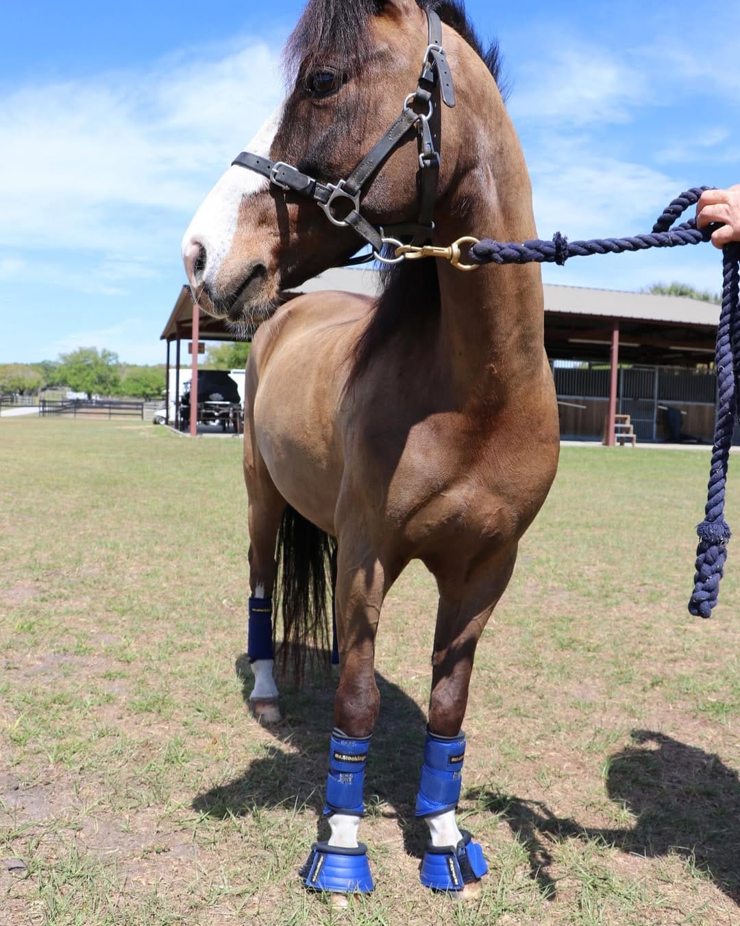Post 10 by Equestrian Imports USA on Instagram (image)