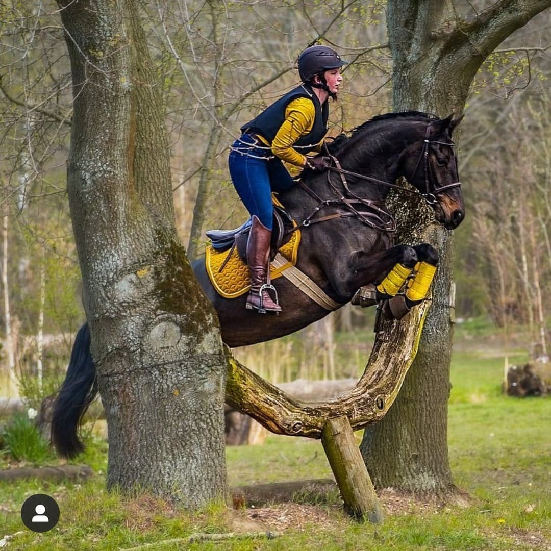 Post 3 by Equestrian Imports USA on Instagram (image)