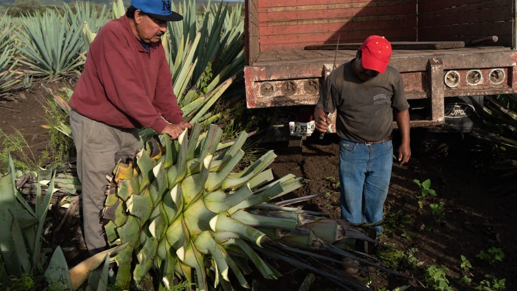 Post 3 by El Buho Mezcal Artesanal on Instagram (image)