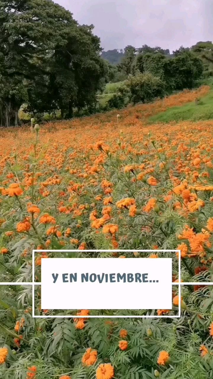 Post 8 by viviandelsa on Instagram (video)