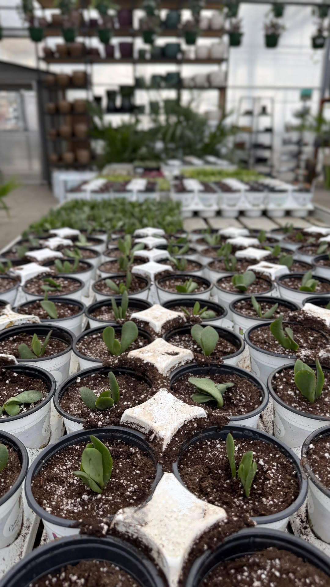 Post 1 by Dutch Growers Regina on Instagram (video)