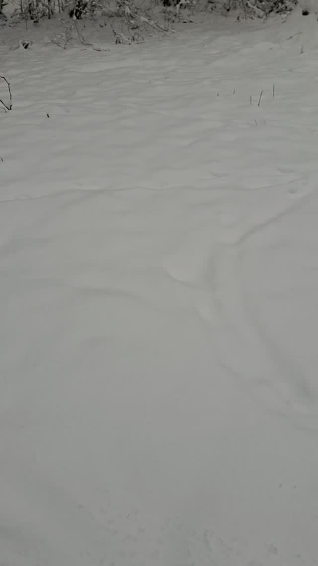 Post 1 by TribuLove on Instagram (video)