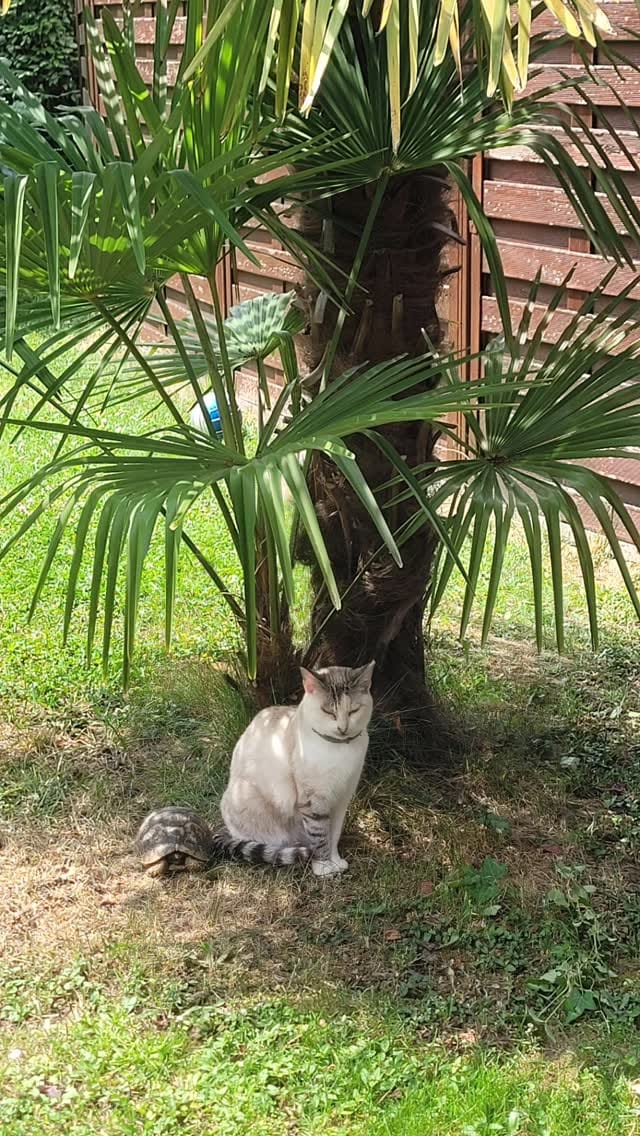 Post 10 by TribuLove on Instagram (video)