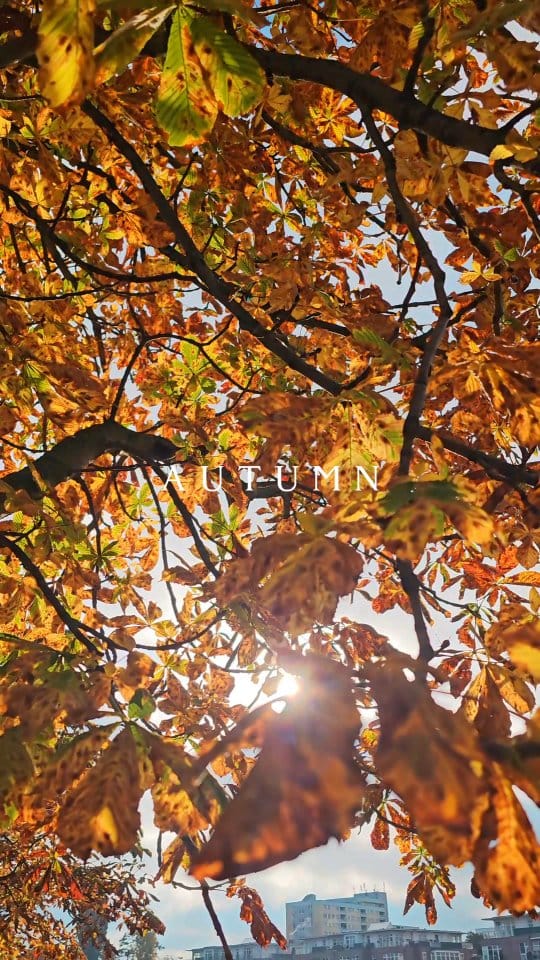 Post 4 by Lens Liebe on Instagram (video)