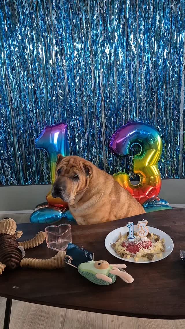 Post 5 by 🌟𝗟𝗶𝘇𝗮 𝘂𝗻𝗱 𝗔𝗸𝗶𝗼🐕🌟 on Instagram (video)