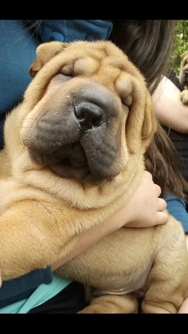 Post 6 by 🌟𝗟𝗶𝘇𝗮 𝘂𝗻𝗱 𝗔𝗸𝗶𝗼🐕🌟 on Instagram (video)