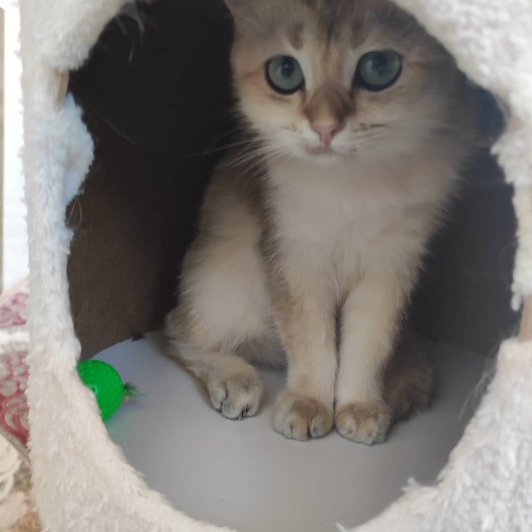 Post 3 by Golden Point Cattery on Instagram (image)