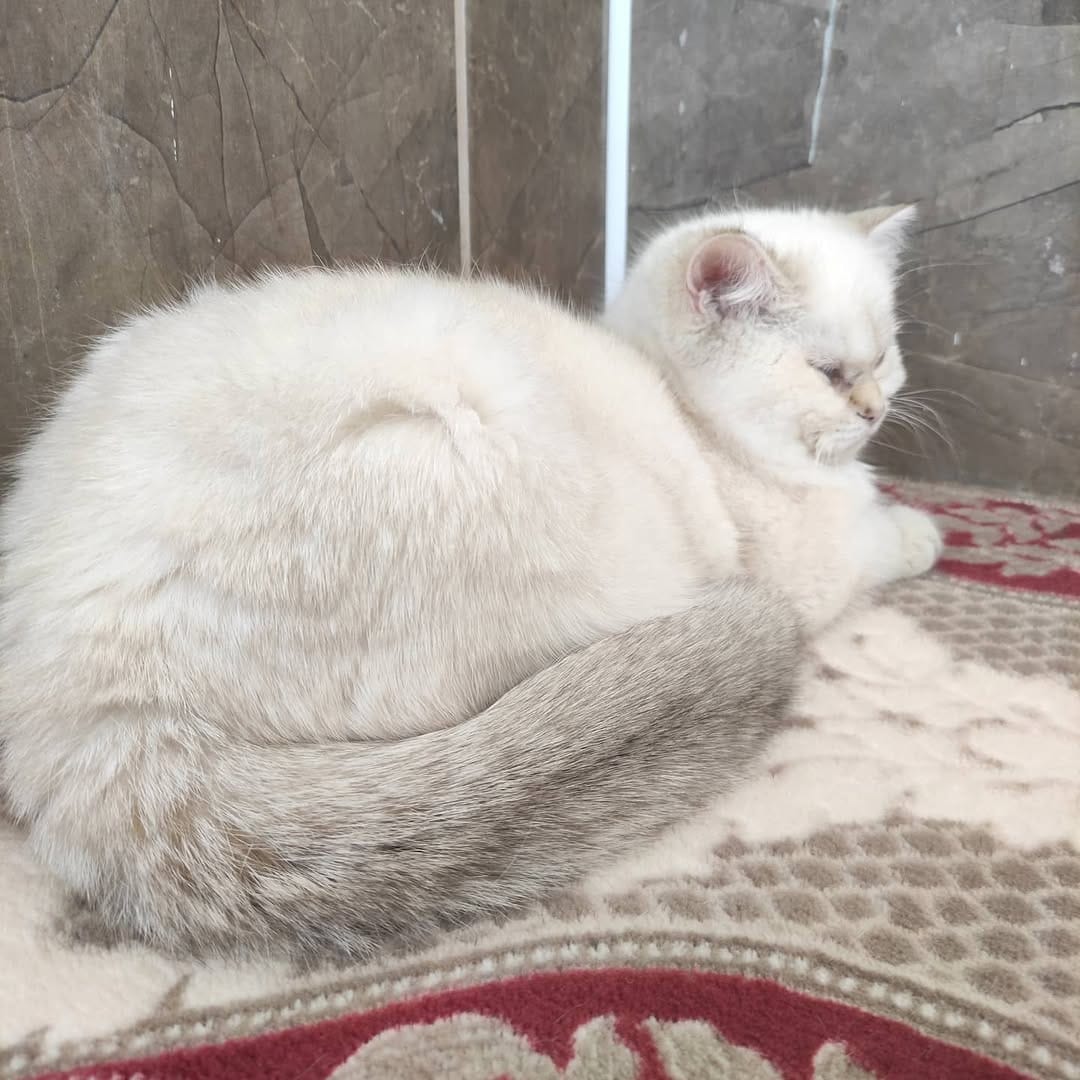 Post 4 by Golden Point Cattery on Instagram (image)