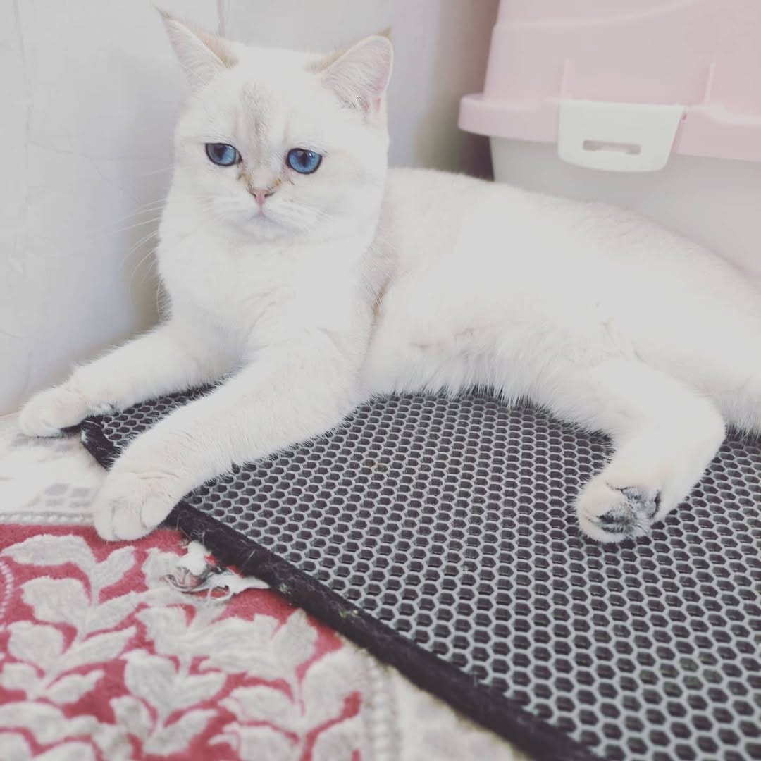 Post 2 by Golden Point Cattery on Instagram (image)