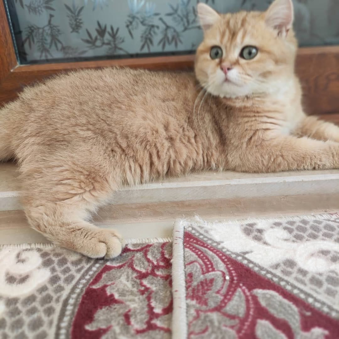 Post 6 by Golden Point Cattery on Instagram (image)