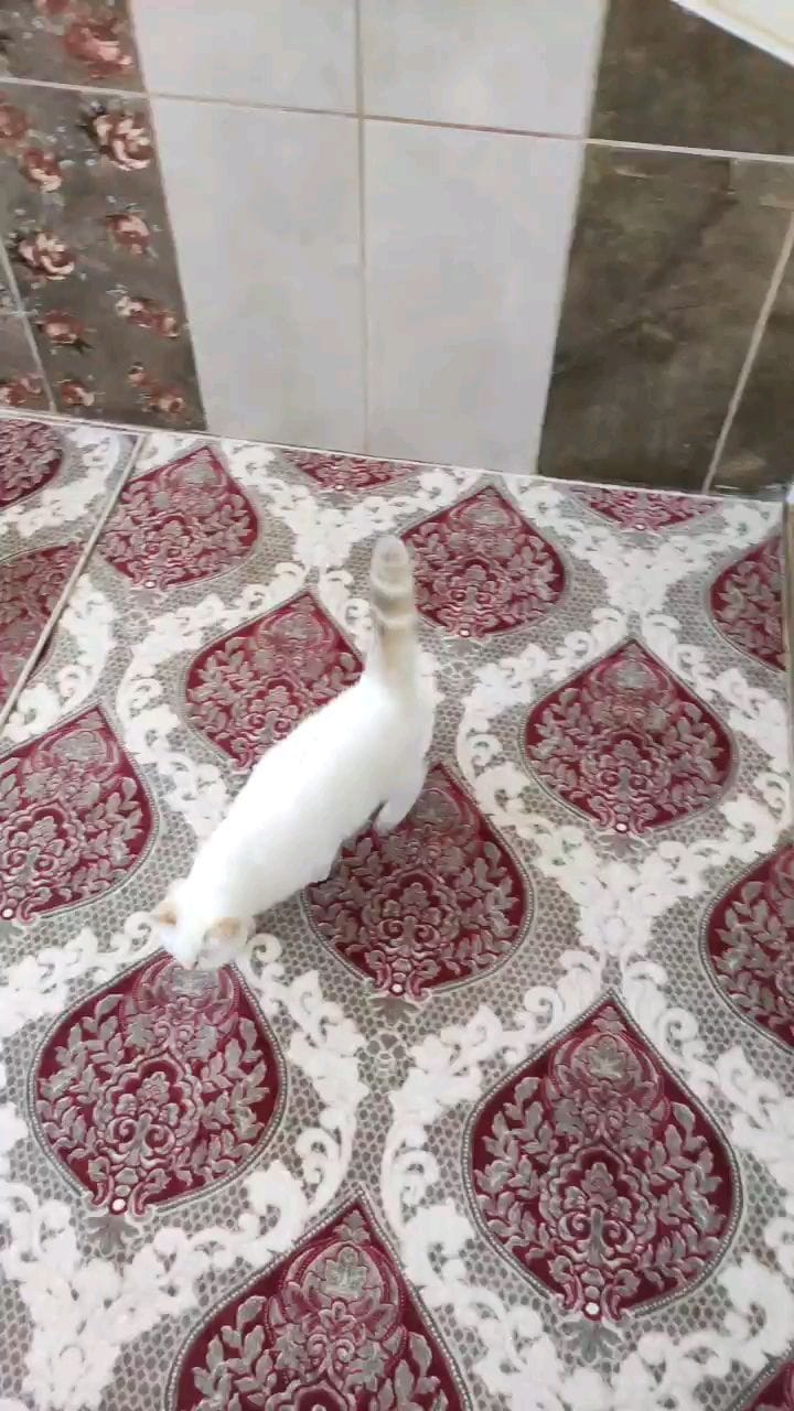 Post 9 by Golden Point Cattery on Instagram (video)