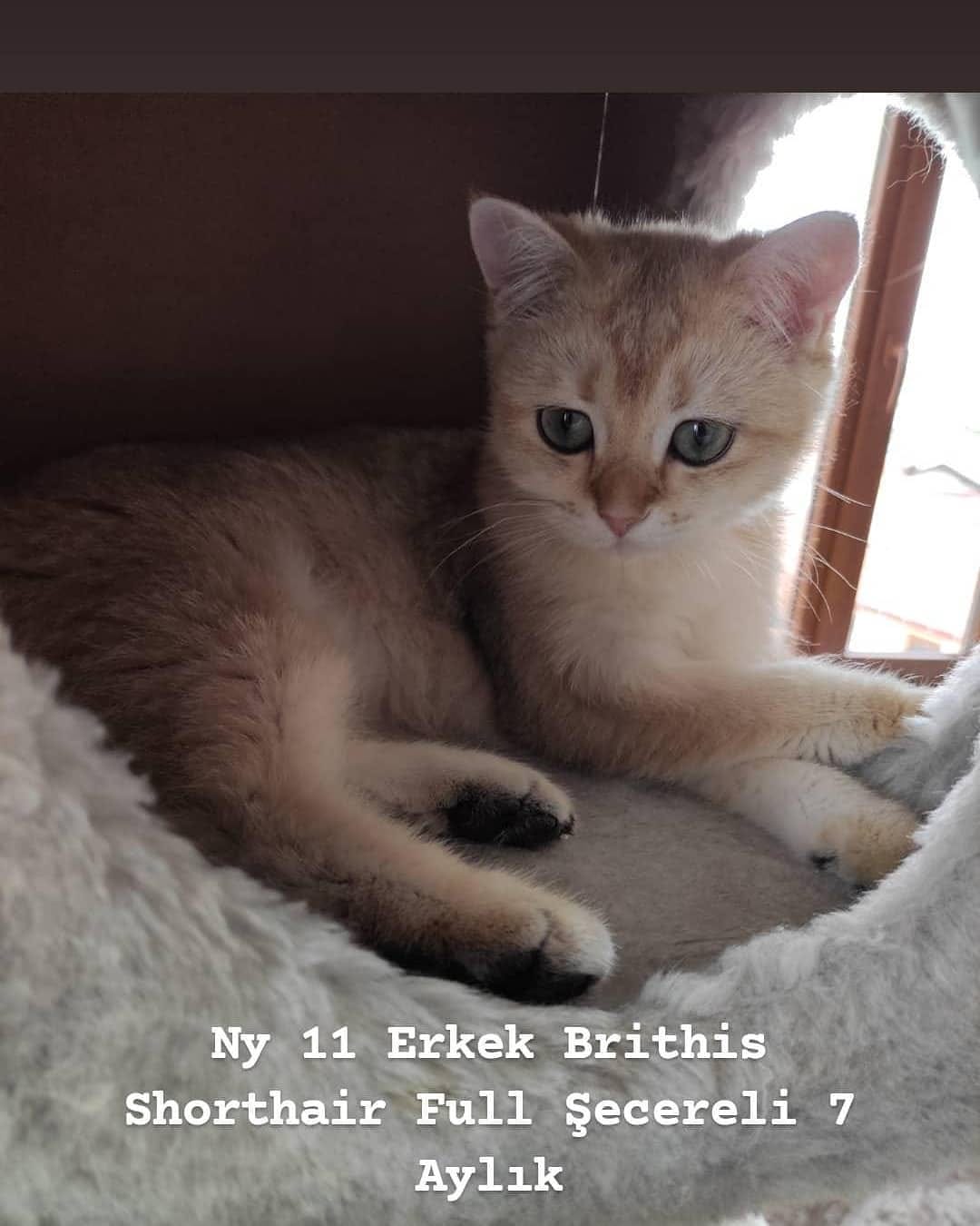 Post 1 by Golden Point Cattery on Instagram (image)