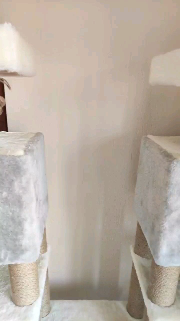 Post 10 by Golden Point Cattery on Instagram (video)