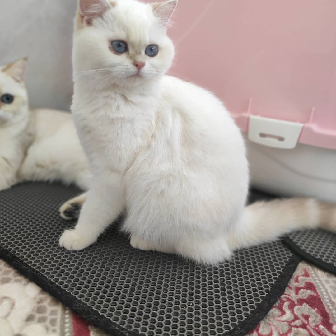 Post 8 by Golden Point Cattery on Instagram (image)