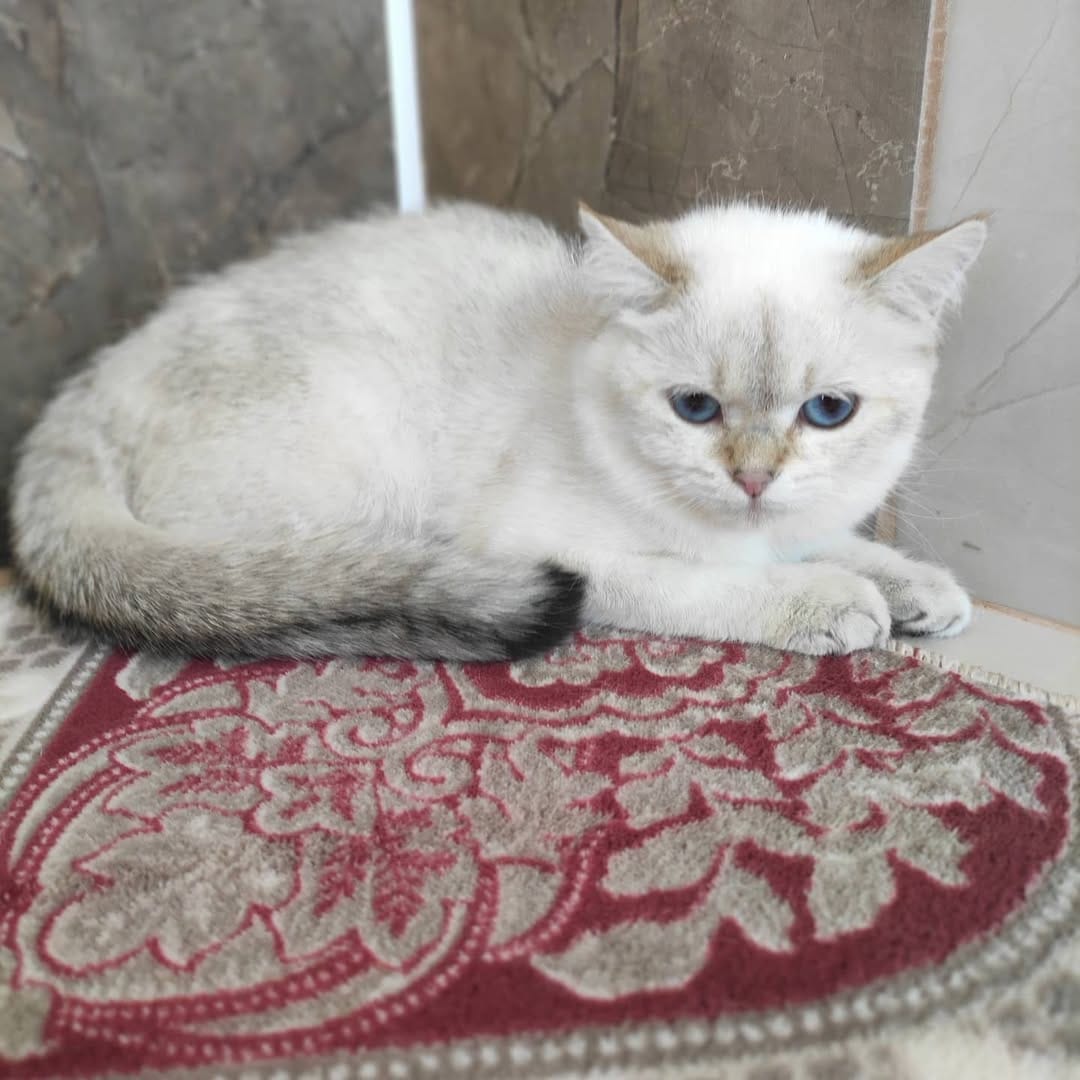 Post 5 by Golden Point Cattery on Instagram (image)