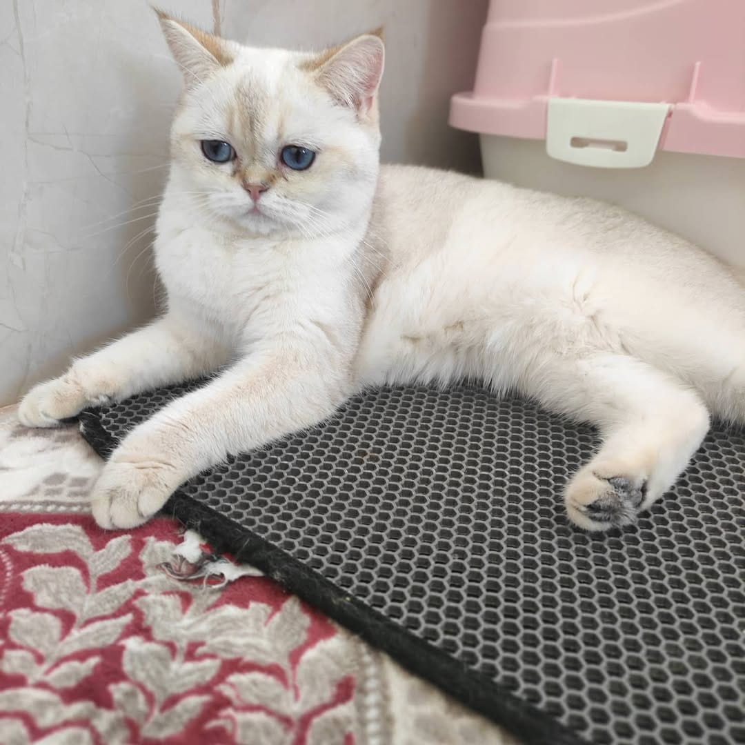 Post 7 by Golden Point Cattery on Instagram (image)