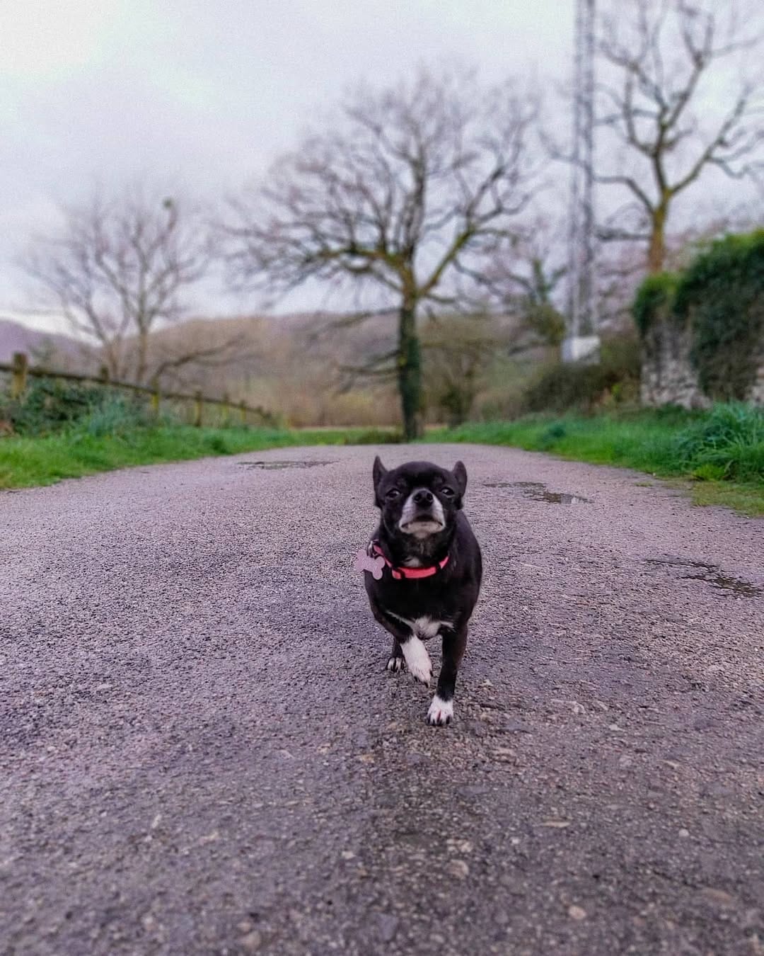 Post 3 by 🐶Chelo🐶 on Instagram (image)