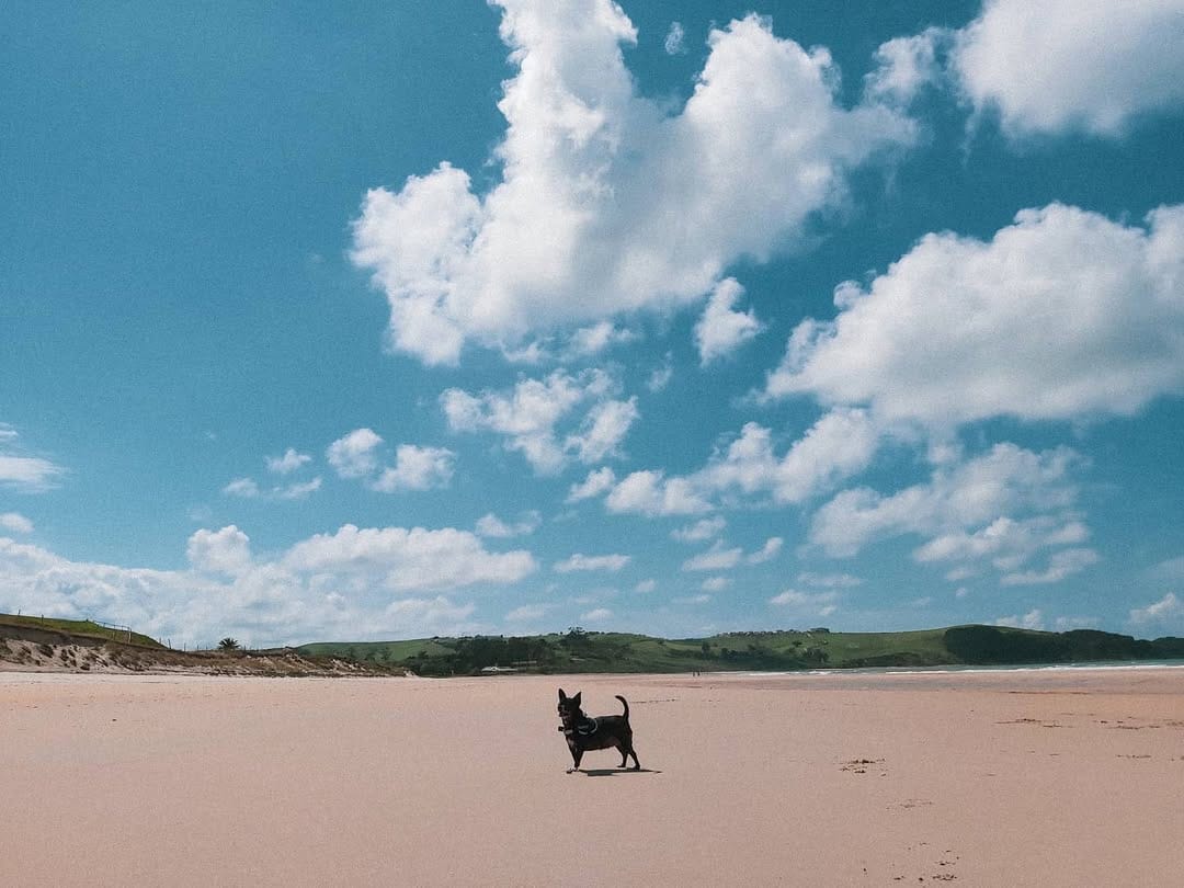 Post 2 by 🐶Chelo🐶 on Instagram (image)