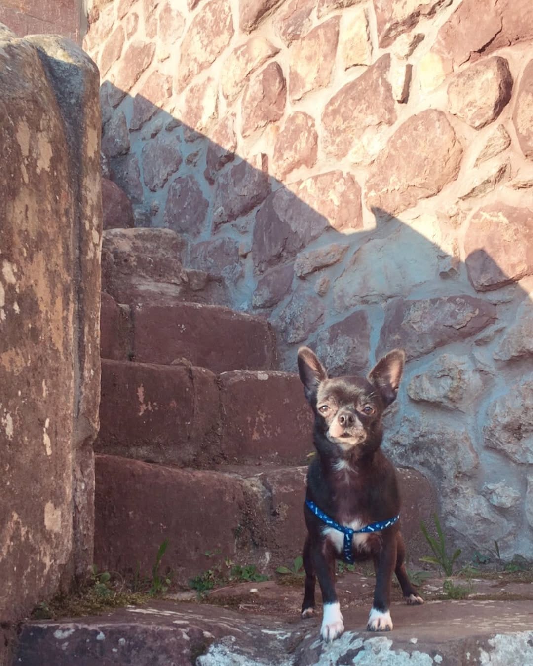Post 7 by 🐶Chelo🐶 on Instagram (image)