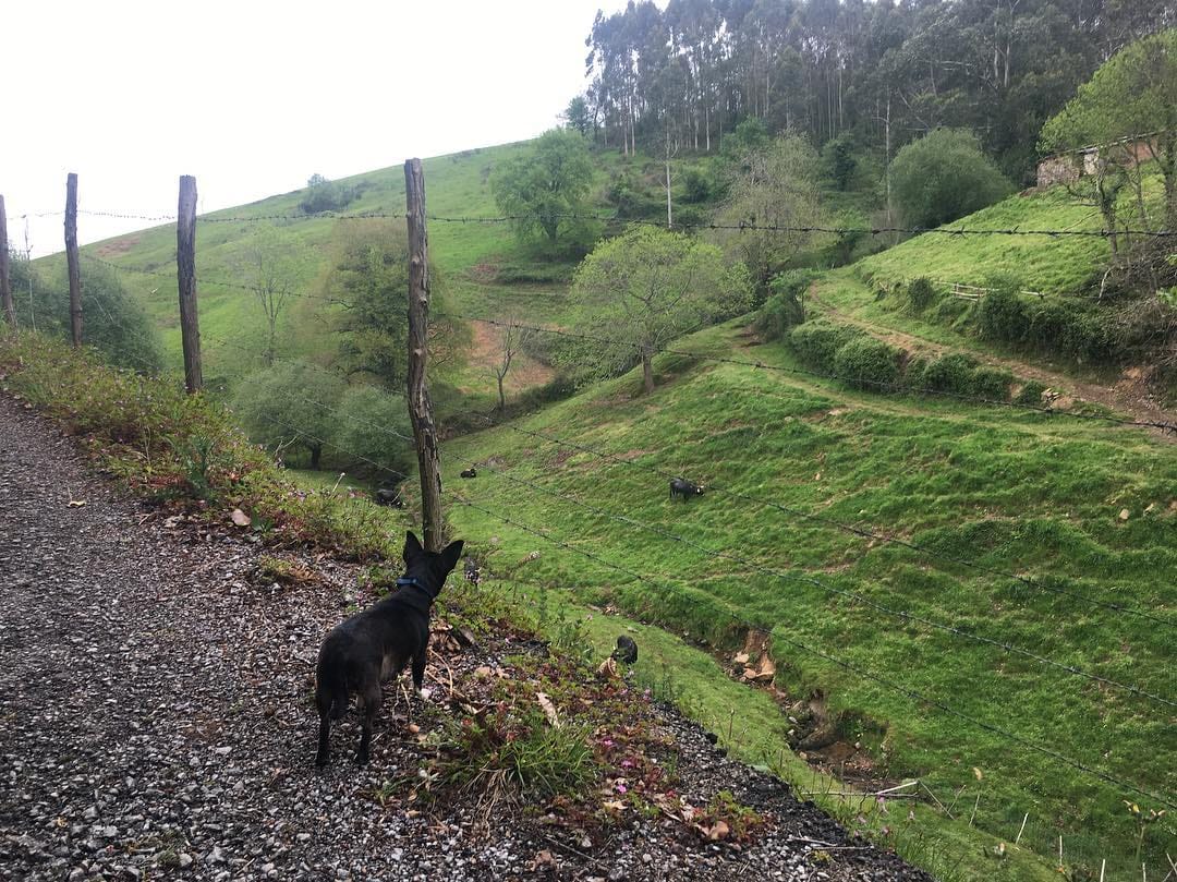 Post 10 by 🐶Chelo🐶 on Instagram (image)