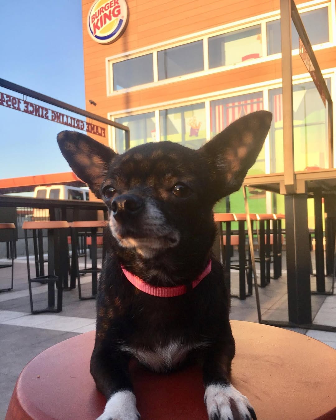 Post 9 by 🐶Chelo🐶 on Instagram (image)