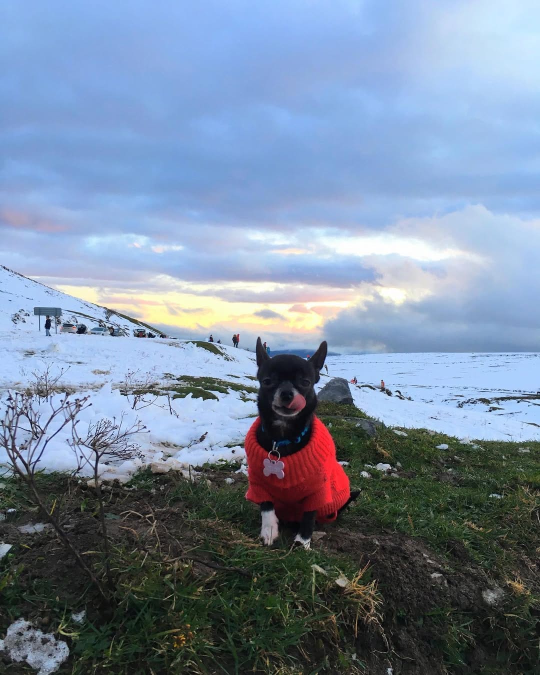 Post 6 by 🐶Chelo🐶 on Instagram (image)