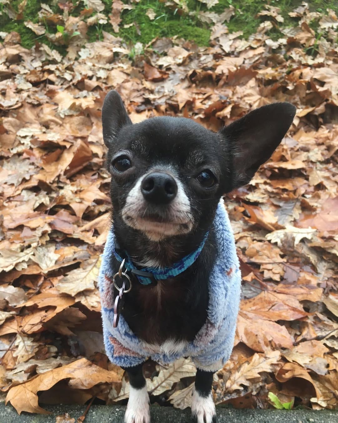 Post 5 by 🐶Chelo🐶 on Instagram (image)