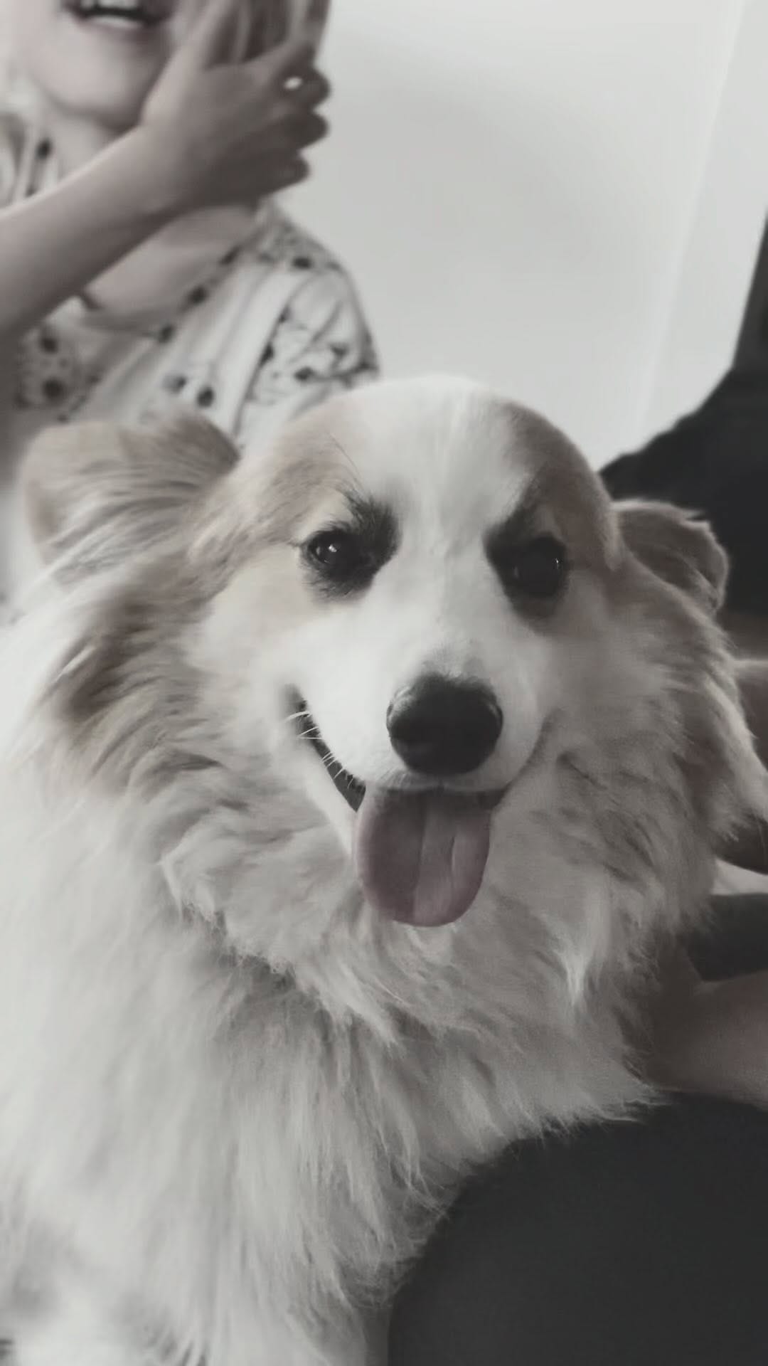 Post 1 by Mr. John the Fluff on Instagram (video)