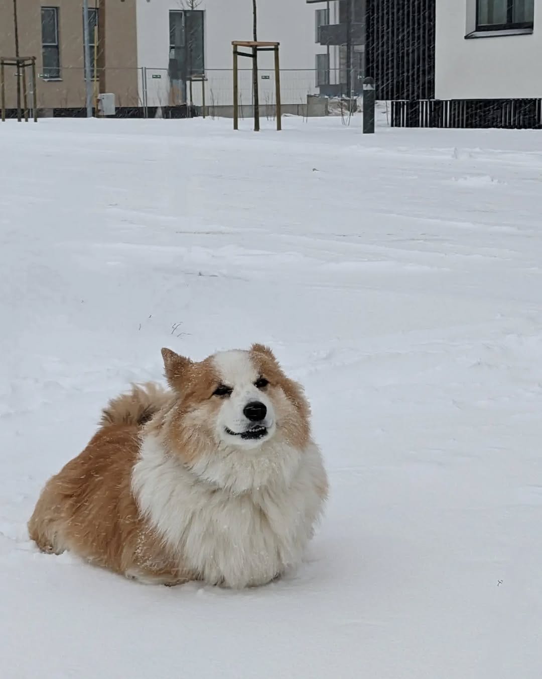 Post 10 by Mr. John the Fluff on Instagram (carousel)