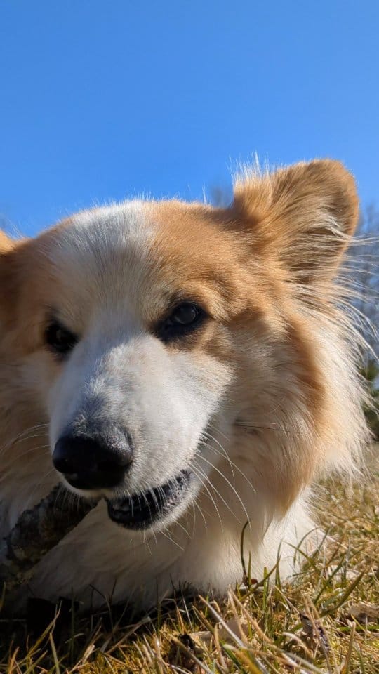 Post 5 by Mr. John the Fluff on Instagram (video)